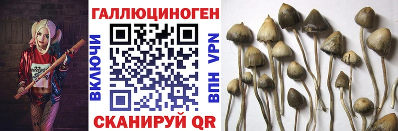 Галлюциногенные грибы MAGIC MUSHROOMS  купить   Туринск 